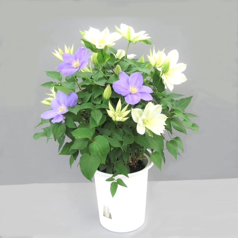 【先行予約】【長谷川園芸】クレマチス６寸２色咲き〔北浜×パストラーレ〕１鉢 【母の日 ギフト プレゼント 贈答 花のある生活】(AT216)