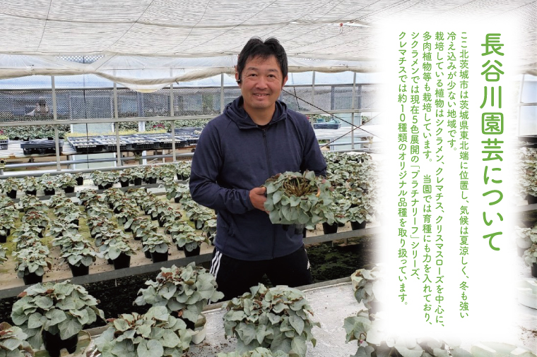 【先行予約】【長谷川園芸】オリジナル品種 シクラメン プラチナリーフ ５寸 ワインレッド 【冬のギフト  フラワーギフト クリスマス 鉢花】(AT103)