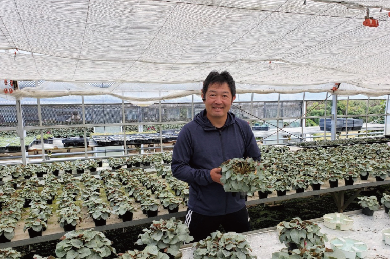 【先行予約】【長谷川園芸】オリジナル品種 シクラメン プラチナリーフ 6寸 ワインレッド ※12月出荷【冬のギフト  フラワーギフト クリスマス 鉢花】(AT007)