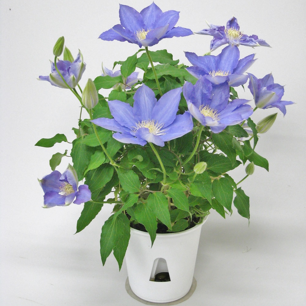 【先行予約】【長谷川園芸】品種おまかせブルー系クレマチス5寸【母の日 ギフト プレゼント 贈答 花のある生活】(AT210)