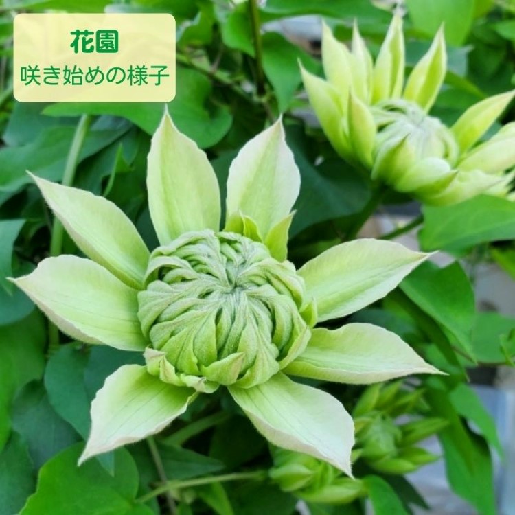 【先行予約】【長谷川園芸】オリジナル クレマチス「花園」５寸 【母の日 ギフト プレゼント 贈答 花のある生活】(AT212)