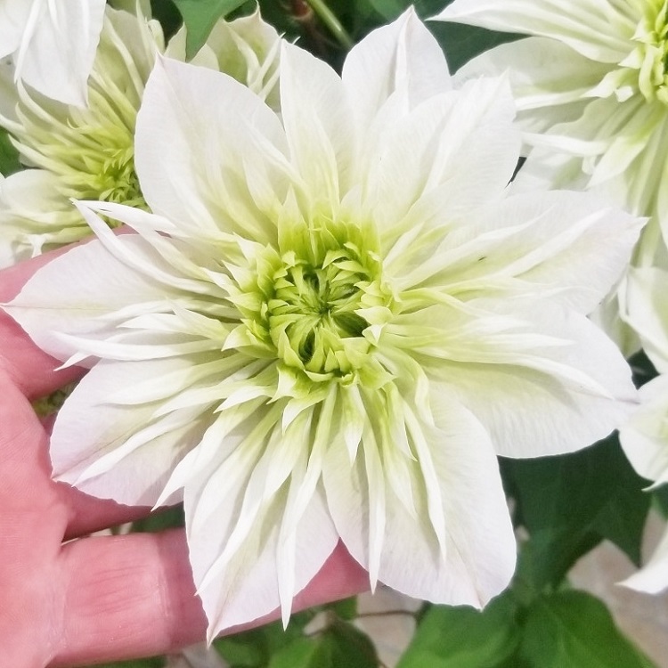 【先行予約】【長谷川園芸】オリジナル クレマチス「華川」〔ベストフラワー賞受賞品種〕５寸【母の日 ギフト プレゼント 贈答 花のある生活】(AT213)