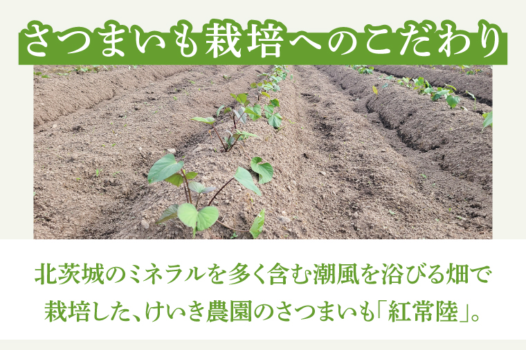 「特撰」干し芋紅常陸　平干し 800ｇ【紅常陸 べにひたち さつまいも サツマイモ 甘い おいしい 袋詰め ギフトボックス 】 (BV009)
