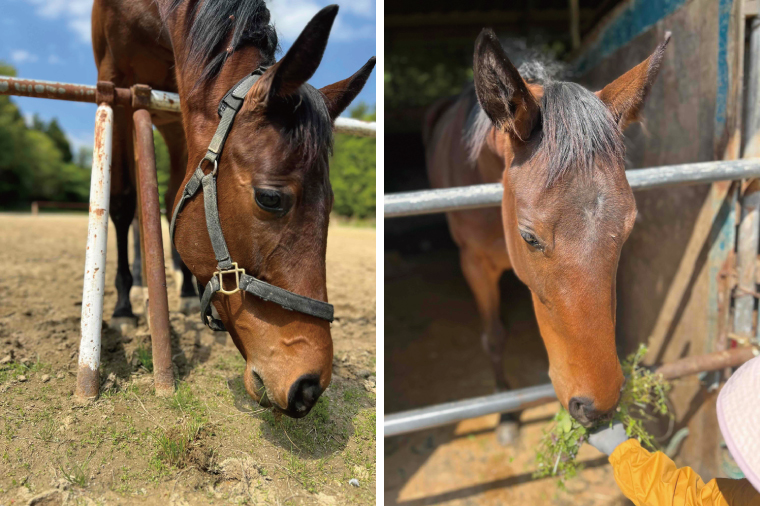 Shiina Riding Club　引き馬体験10分程度【茨城県 北茨城市 アクティビティ おでかけ レンタル 体験 チケット 馬】（DA002）