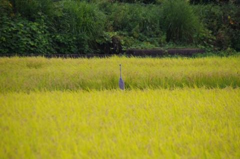 【令和7年産新米】コシヒカリ　2kg【新米 安心 美味しい お米 おにぎり 茨城県 北茨城市】(BD101)