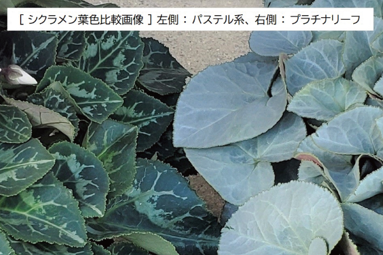 【先行予約】【長谷川園芸】オリジナル品種 シクラメン プラチナリーフ 6寸 ワインレッド ※12月出荷【冬のギフト  フラワーギフト クリスマス 鉢花】(AT007)