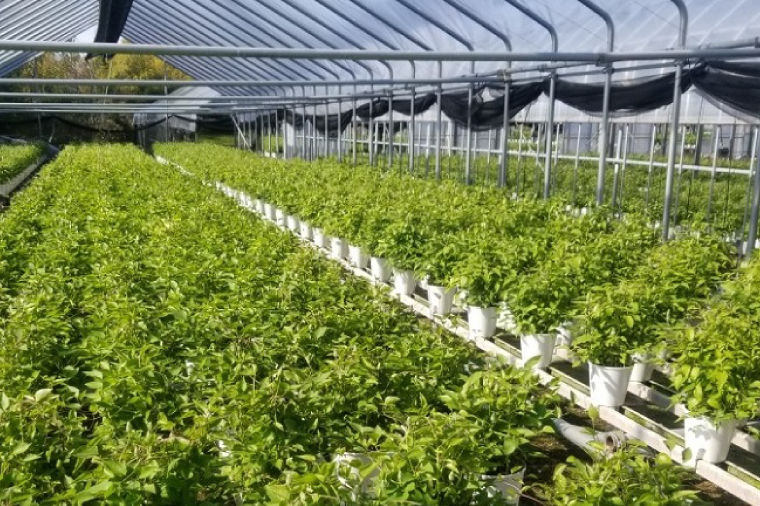 【先行予約】【長谷川園芸】国際園芸博覧会で最高賞受賞のクレマチス「北浜」５寸【母の日 ギフト プレゼント 贈答 花のある生活】 (AT211)