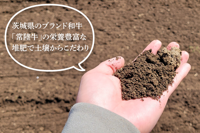 「特撰」干し芋紅常陸　平干し 600ｇ【紅常陸 べにひたち さつまいも サツマイモ 甘い おいしい 袋詰め ギフトボックス 10000円以内】(BV008)