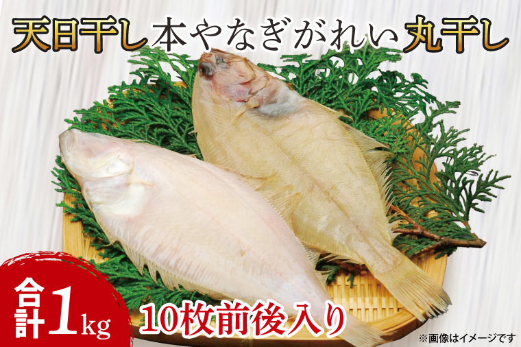 天日干 本やなぎがれい干 1kg（AI204）