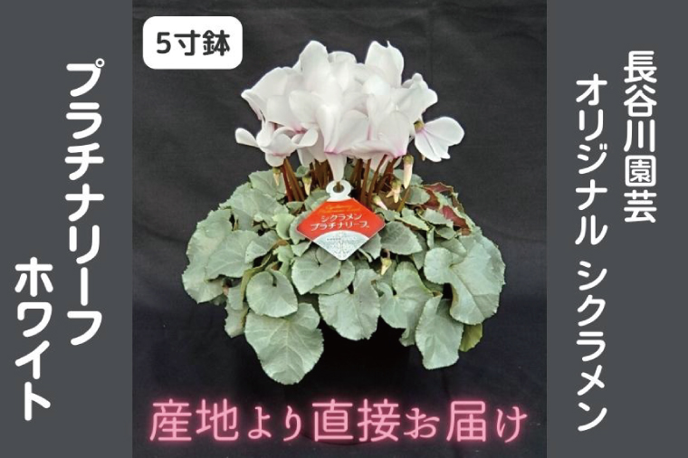 【先行予約】【長谷川園芸】オリジナル品種 シクラメン プラチナリーフ ５寸 ホワイト 【冬のギフト  フラワーギフト クリスマス 鉢花】(AT102)