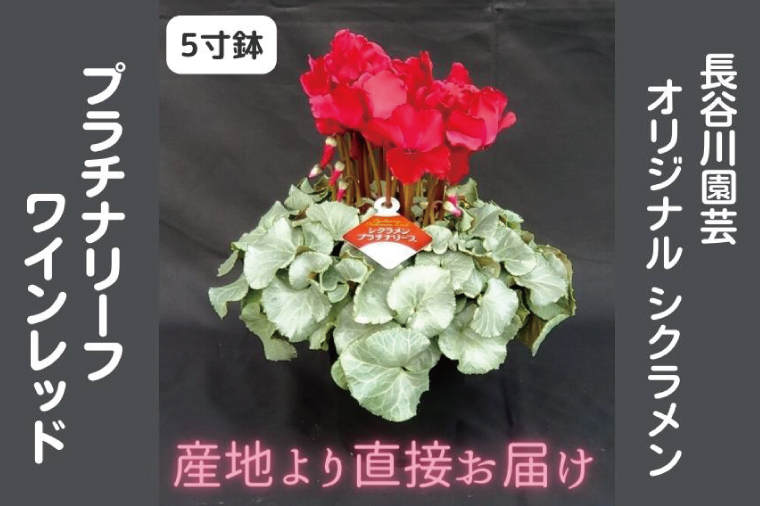 【先行予約】【長谷川園芸】オリジナル品種 シクラメン プラチナリーフ ５寸 ワインレッド 【冬のギフト  フラワーギフト クリスマス 鉢花】(AT103)