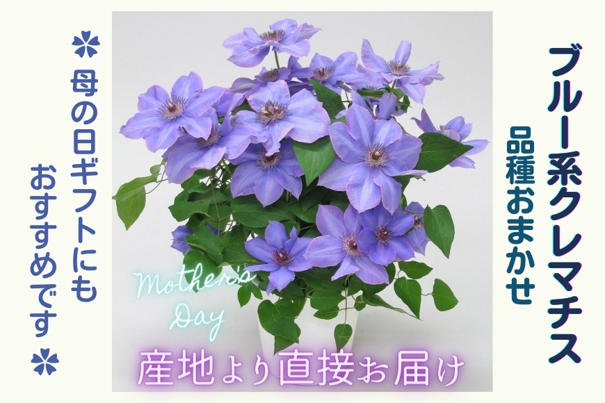 【先行予約】【長谷川園芸】品種おまかせブルー系クレマチス5寸【母の日 ギフト プレゼント 贈答 花のある生活】(AT210)