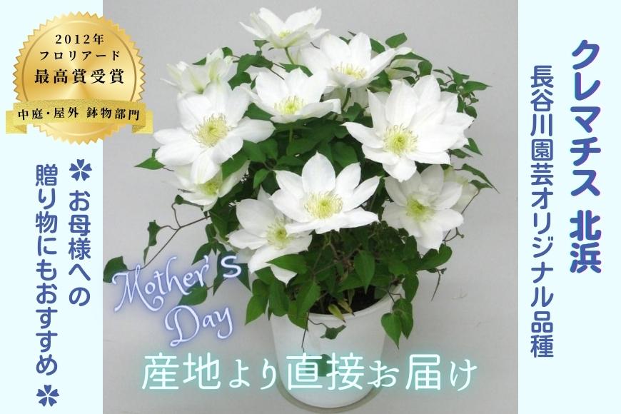 【先行予約】【長谷川園芸】国際園芸博覧会で最高賞受賞のクレマチス「北浜」５寸【母の日 ギフト プレゼント 贈答 花のある生活】 (AT211)