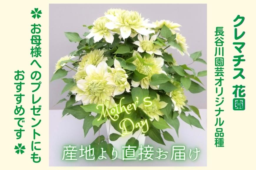 【先行予約】【長谷川園芸】オリジナル クレマチス「花園」５寸 【母の日 ギフト プレゼント 贈答 花のある生活】(AT212)