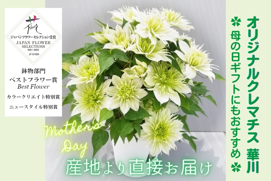 【先行予約】【長谷川園芸】オリジナル クレマチス「華川」〔ベストフラワー賞受賞品種〕５寸【母の日 ギフト プレゼント 贈答 花のある生活】(AT213)