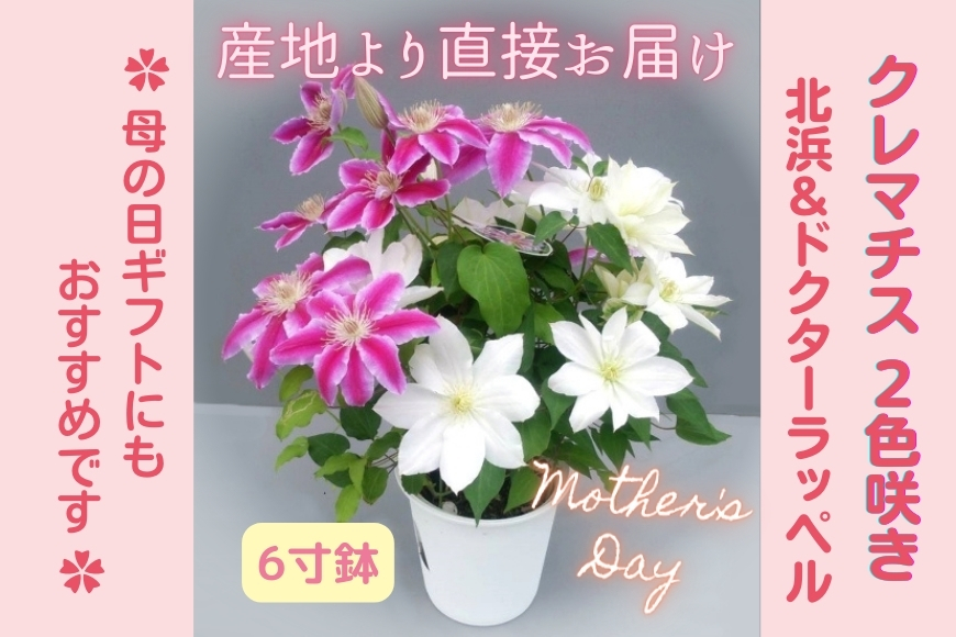 【先行予約】【長谷川園芸】クレマチス６寸２色咲き〔北浜×ドクターラッペル〕１鉢 【母の日 ギフト プレゼント 贈答 花のある生活】(AT214)