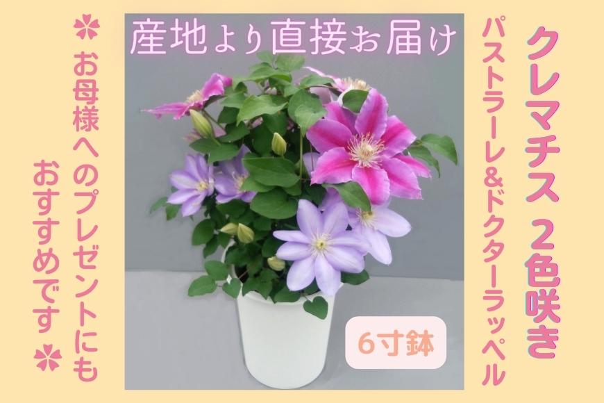 【先行予約】【長谷川園芸】クレマチス６寸２色咲き〔パストラーレ×ドクターラッペル〕１鉢 【母の日 ギフト プレゼント 贈答 花のある生活】(AT215)