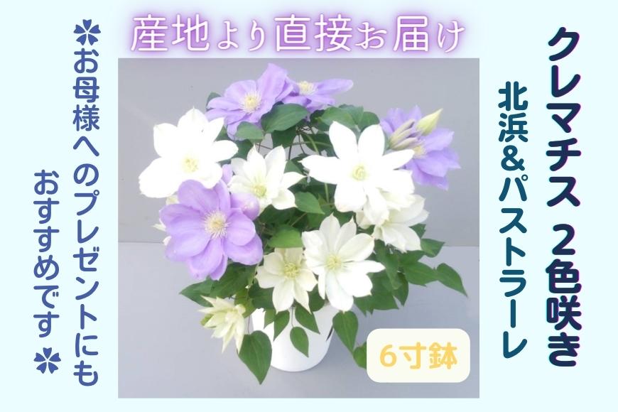 【先行予約】【長谷川園芸】クレマチス６寸２色咲き〔北浜×パストラーレ〕１鉢 【母の日 ギフト プレゼント 贈答 花のある生活】(AT216)