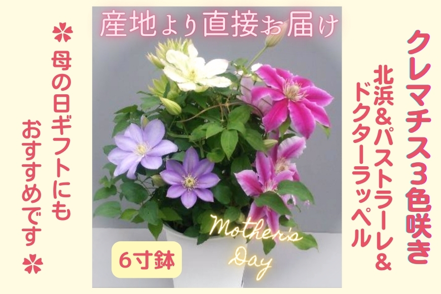 【先行予約】【長谷川園芸】クレマチス６寸３色咲き〔北浜×パストラーレ×ドクターラッペル〕１鉢 【母の日 ギフト プレゼント 贈答 花のある生活】(AT217)