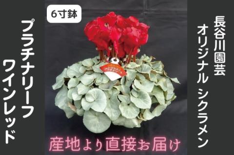 【先行予約】【長谷川園芸】オリジナル品種 シクラメン プラチナリーフ 6寸 ワインレッド ※12月出荷【冬のギフト  フラワーギフト クリスマス 鉢花】(AT007)