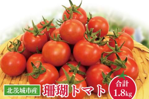 【先行予約】珊瑚トマト　150ｇパック×12入り【野菜 トマト とまと ミニトマト みにとまと フルーツトマト 新鮮 リコピン ビタミン】（AX202）