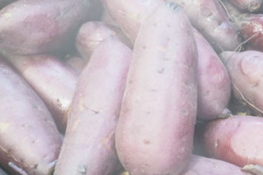 kamosの星芋（平干し芋）紅はるか 2kg 干し芋 干しいも 国産 紅はるか べにはるか さつまいも サツマイモ おやつ お菓子 和菓子 和スイーツ ほしいも ほし芋 柔らかい ダイエット スイーツ 砂糖不使用 茨城県 笠間市 ＜3/31まで受付・1月から順次発送予定＞