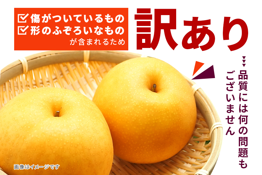 訳あり 柴沼梨園の梨（ 新高 ） 梨 5kg 大玉 6～14個入り 訳アリ 不揃い ナシ なし 国産 茨城 新高梨 秋 旬 フルーツ 果物 先行予約 【9月下旬～10月上旬発送】 秋の味覚 旬の果物 くだもの 大きい サイズ 品種 産地 茨城県産 家庭用 産地直送 茨城県 笠間市 BX-008