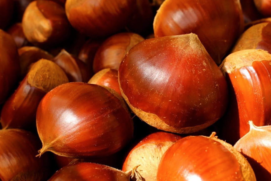 【2025年 秋 出荷】生栗 1kg×2袋 2kg 特大 サイズ 3L 以上 大粒 大きい 数量限定くり クリ 笠間の栗 栗ごはん カサマロン 国産 先行予約 モンブラン 栗きんとん 冷蔵 笠間市 KA-001