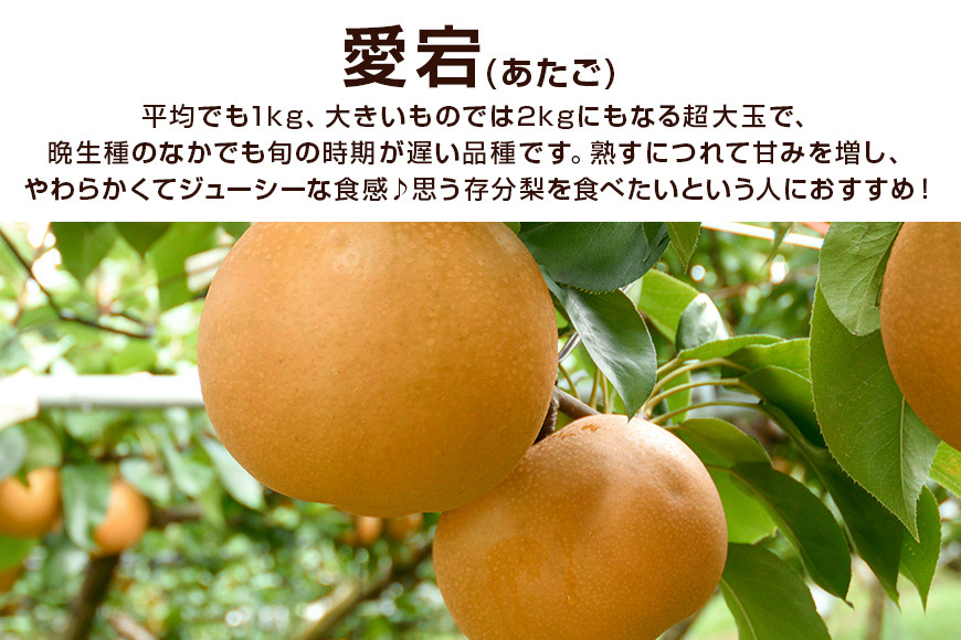 訳あり 柴沼梨園の梨（ 愛宕 ） 梨 5kg 大玉 5～10個入り 訳アリ 不揃い ナシ なし 国産 茨城 愛宕梨 秋 旬 フルーツ 果物 先行予約【11月上旬～11月下旬発送】秋の味覚 旬の果物 くだもの 大きい サイズ 品種 産地 茨城県産 家庭用 産地直送 茨城県 笠間市 BX-009