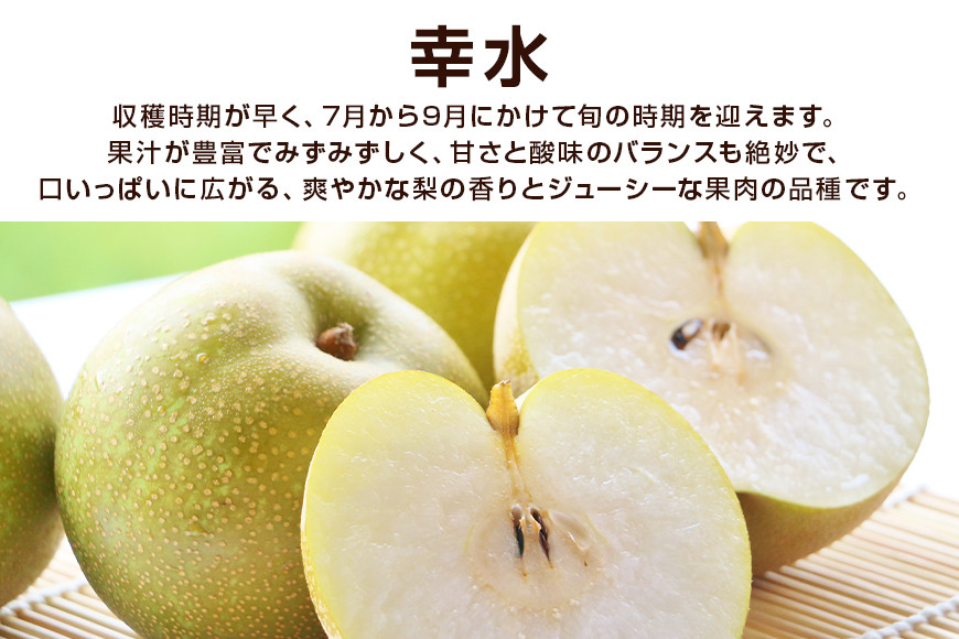 【先行予約/8月上旬から発送】 柴沼梨園の梨 （ 幸水 ） 梨 5kg 10～18個入り L～5Lサイズ ナシ なし 国産 茨城 秋 旬 フルーツ 果物 数量限定 先行予約 旬の果物 くだもの サイズ 品種 幸水梨 産地 茨城県 くだもの ジューシー 果肉 酸味 ギフト 贈答用 家庭用 BX-016