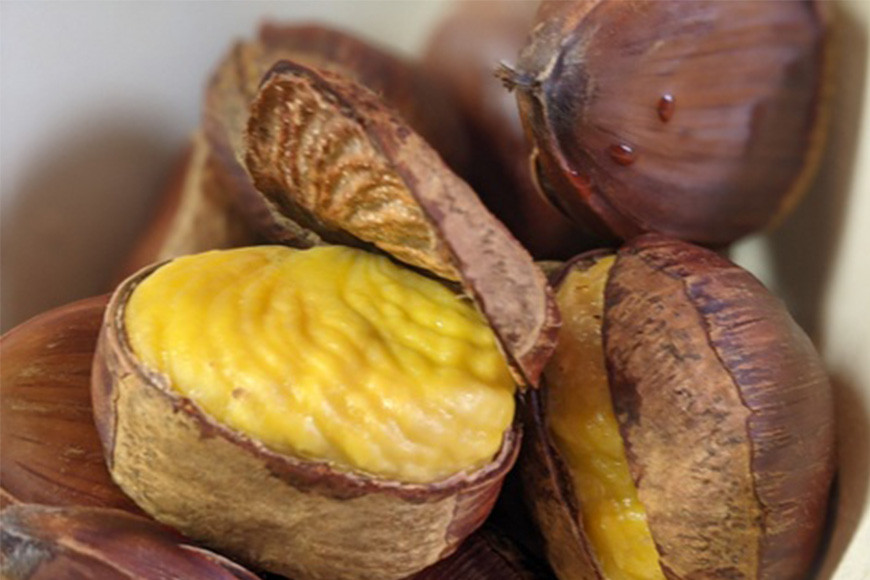 笠間の栗・かねこ農園の生栗「ぽろたん」1kg（4L） 栗 クリ くり 生栗 茨城県 笠間市