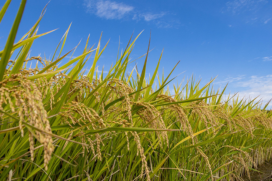 令和7年度 笠間市産 ミルキークイーン 5kg 精米 新米 白米 米 茨城県
