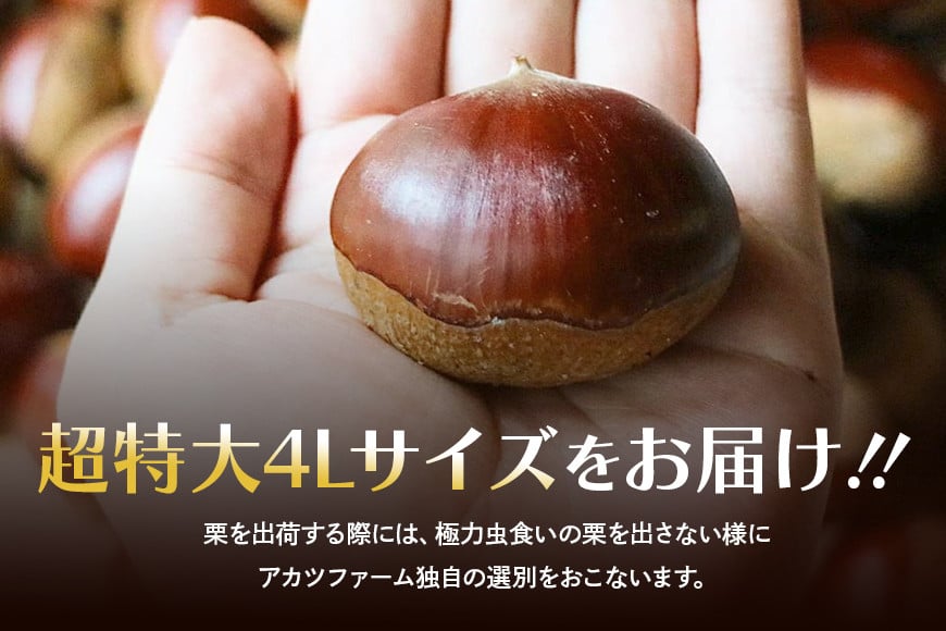 アカツファームの生栗 超特大 4Lサイズ 2kg 栗 笠間 栗 くり 生栗 特大 大きい 大粒 茨城 国産 国産栗 和栗 甘栗 栗ご飯 栗きんとん 栗おこわ 甘露煮 マロン 秋 旬 おやつ スイーツ きんとん 冷蔵 保存料不使用 無添加 ギフト 茨城県 笠間市