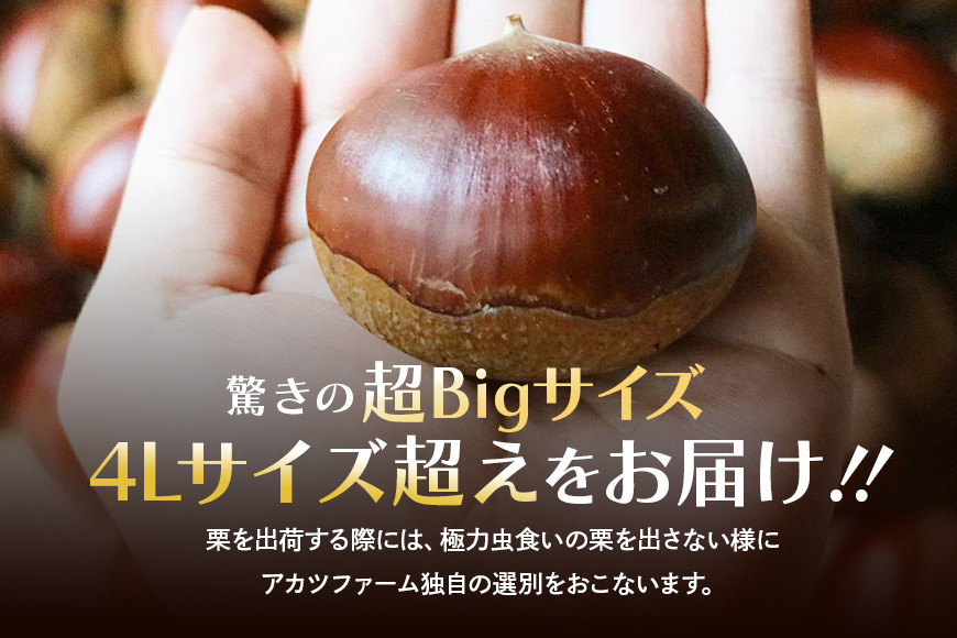 アカツファームの生栗 超特大 メガマロン 4Lサイズ以上 1kg 栗 笠間 栗 くり 生栗 特大 大きい 大粒 国産 国産栗 和栗 甘栗 栗ご飯 栗きんとん 栗おこわ 甘露煮 マロン 秋 旬 おやつ スイーツ きんとん 保存料不使用 無添加 ギフト 茨城県 笠間市