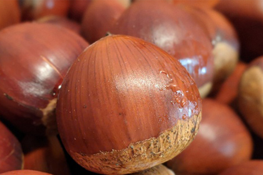 笠間の栗・かねこ農園の生栗「ぽろたん」1kg（4L） 栗 クリ くり 生栗 茨城県 笠間市