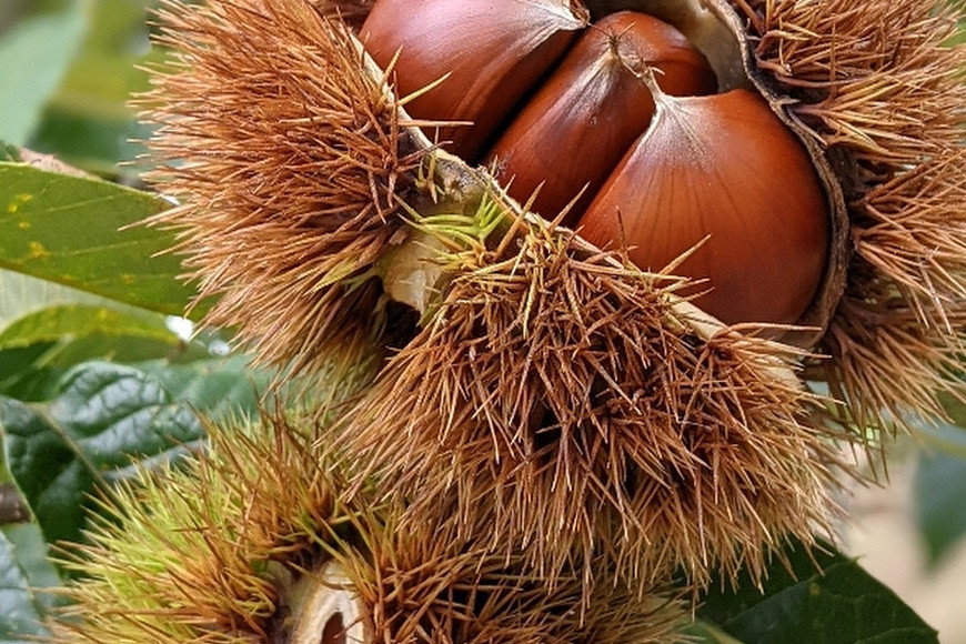 【数量限定・期間限定】笠間の栗・かねこ農園の焼き栗 200g×3袋 栗 クリ くり 焼栗 茨城県 笠間市 ＜12月31日まで受付＞