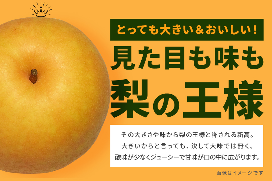 訳あり 柴沼梨園の梨（ 新高 ） 梨 5kg 大玉 6～14個入り 訳アリ 不揃い ナシ なし 国産 茨城 新高梨 秋 旬 フルーツ 果物 先行予約 【9月下旬～10月上旬発送】 秋の味覚 旬の果物 くだもの 大きい サイズ 品種 産地 茨城県産 家庭用 産地直送 茨城県 笠間市 BX-008