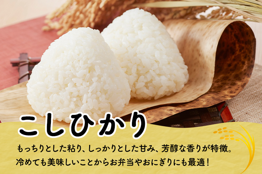 【12ヶ月定期便】令和7年度 殺虫剤・殺菌剤不使用｜こしひかり（5kg） 合計60kg 定期便 コシヒカリ 米 こしひかり 精米 ブランド米 お米 白米 5kg 国産 贈答 ギフト おにぎり 弁当 R7年産 ごはん おいしい 旨い ふっくら お米 茨城県 笠間市 いばらき