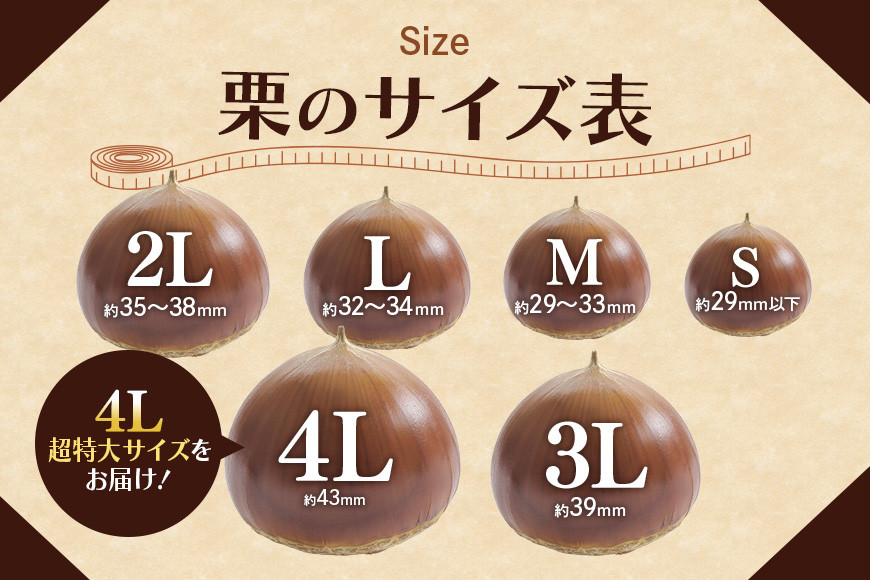 アカツファームの生栗 超特大 4Lサイズ 2kg 栗 笠間 栗 くり 生栗 特大 大きい 大粒 茨城 国産 国産栗 和栗 甘栗 栗ご飯 栗きんとん 栗おこわ 甘露煮 マロン 秋 旬 おやつ スイーツ きんとん 冷蔵 保存料不使用 無添加 ギフト 茨城県 笠間市