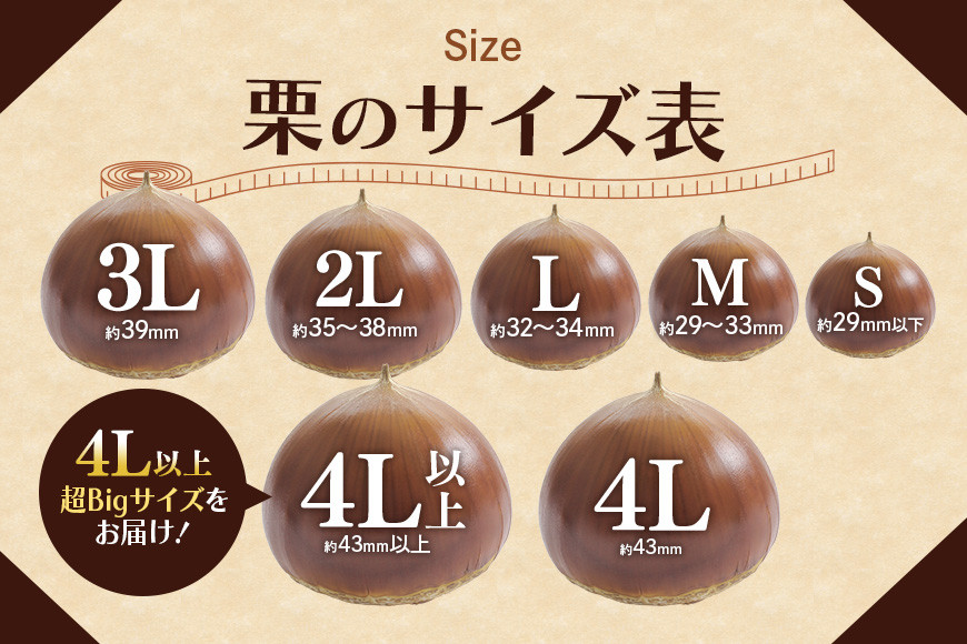 アカツファームの生栗 超特大 メガマロン 4Lサイズ以上 1kg 栗 笠間 栗 くり 生栗 特大 大きい 大粒 国産 国産栗 和栗 甘栗 栗ご飯 栗きんとん 栗おこわ 甘露煮 マロン 秋 旬 おやつ スイーツ きんとん 保存料不使用 無添加 ギフト 茨城県 笠間市