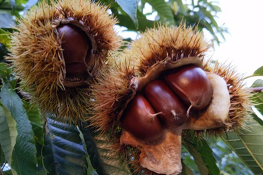 笠間の栗・かねこ農園の生栗「ぽろたん」1kg（4L） 栗 クリ くり 生栗 茨城県 笠間市