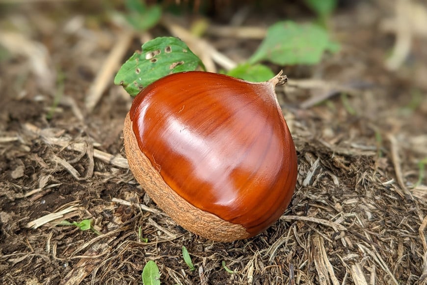 【数量限定・期間限定】笠間の栗・かねこ農園の焼き栗 200g×5袋 栗 クリ くり 焼栗 茨城県 笠間市 ＜12月31日まで受付＞