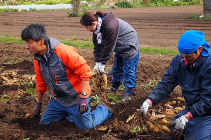 kamosの星芋（平干し芋）紅はるか 2kg 干し芋 干しいも 国産 紅はるか べにはるか さつまいも サツマイモ おやつ お菓子 和菓子 和スイーツ ほしいも ほし芋 柔らかい ダイエット スイーツ 砂糖不使用 茨城県 笠間市 ＜3/31まで受付・1月から順次発送予定＞