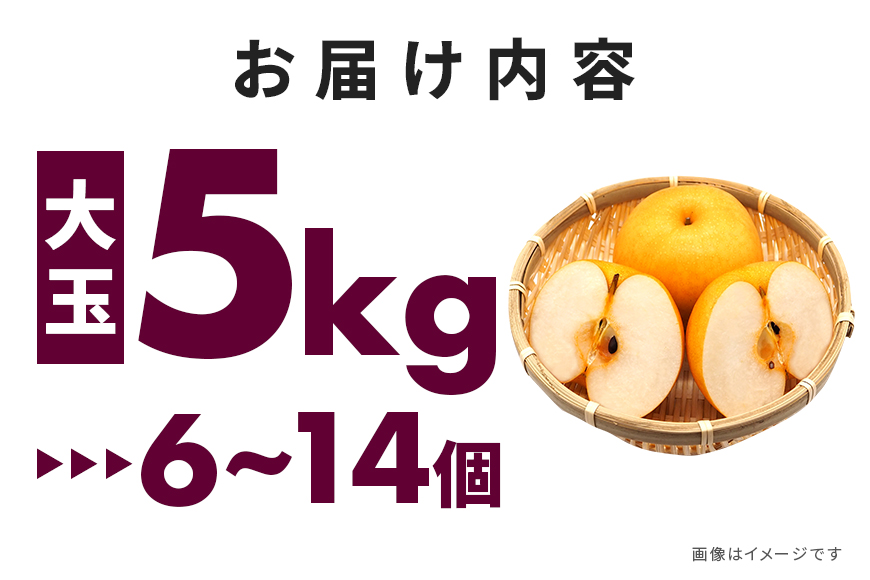 訳あり 柴沼梨園の梨（ 新高 ） 梨 5kg 大玉 6～14個入り 訳アリ 不揃い ナシ なし 国産 茨城 新高梨 秋 旬 フルーツ 果物 先行予約 【9月下旬～10月上旬発送】 秋の味覚 旬の果物 くだもの 大きい サイズ 品種 産地 茨城県産 家庭用 産地直送 茨城県 笠間市 BX-008