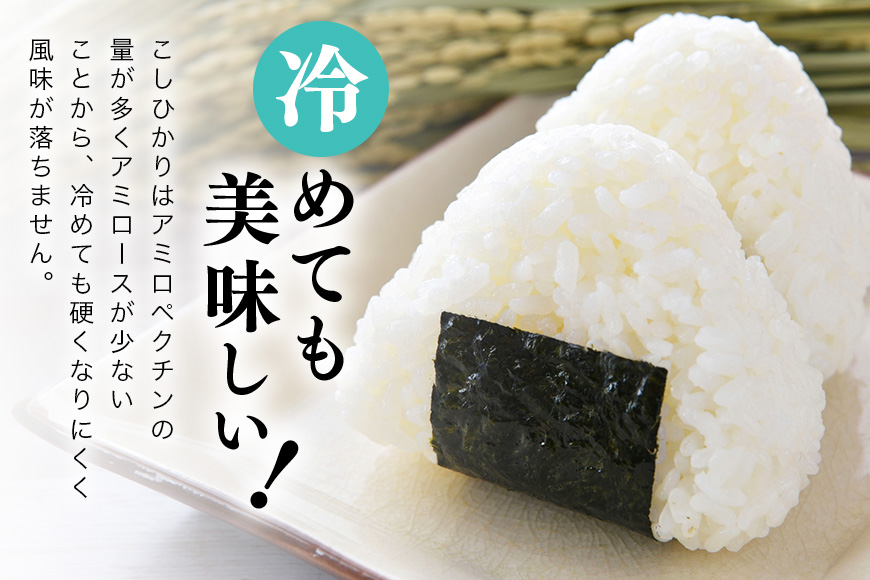 令和7年産 新米 コシヒカリ 米 10kg ( 5kg ×2 ） 白米 こめ こしひかり 国産 国産米 取り寄せ ごはん ご飯 コメ お取り寄せ お弁当 弁当 おにぎり 産地直送 特産  ギフト プレゼント 贈り物 茨城県 笠間市 いばらき