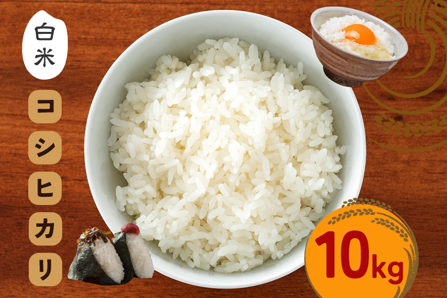 令和7年度 笠間産 コシヒカリ 10kg 精米 米 白米 こめ コメ ご飯 ごはん 農家直送 産地直送 国産 茨城県 笠間市 青木商店 【8月末まで受付】