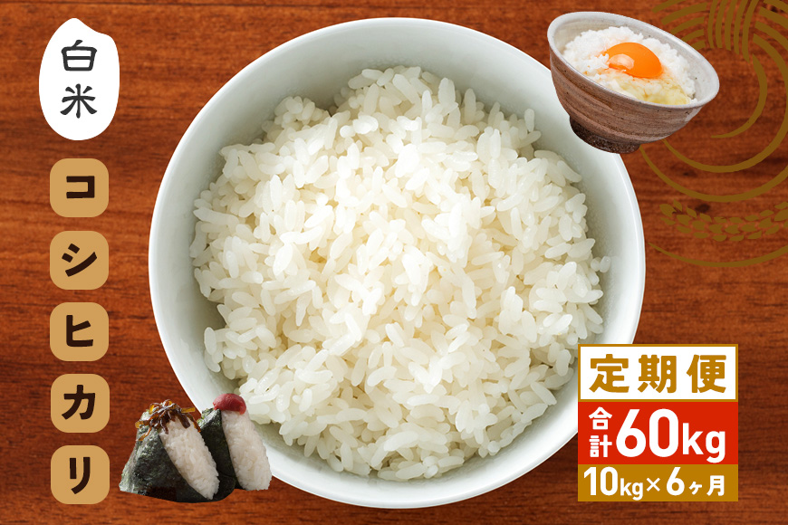 【6カ月定期便】 令和7年度 笠間産 コシヒカリ 10kg (10kg×6回 計60kg) 精米 定期便 米 白米 こめ コメ ご飯 ごはん 農家直送 産地直送 国産 茨城県 笠間市 青木商店 【3月末まで受付】