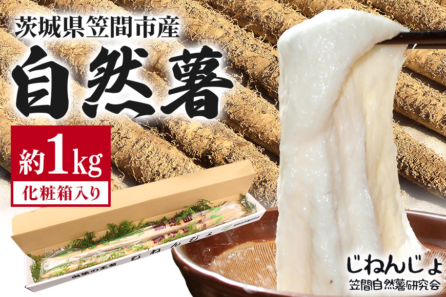 笠間自然薯研究会の自然薯 約1kg 長芋 とろろ とろろご飯 野菜 ねばねば 健康食品 美容効果 笠間市産 茨木県産 栄養たっぷり ギフトに最適 新鮮 国内生産 高級根菜 美容と健康に 美味しい 有機栽培 オーガニック 産地直送 滋養強壮