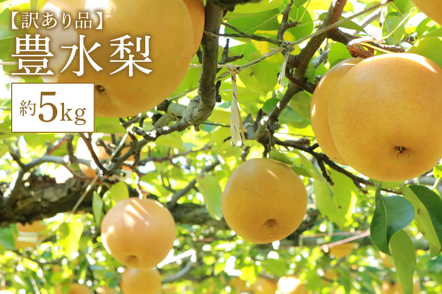 訳あり 柴沼梨園の梨 （ 豊水 ） 梨 5kg 10～16個入り 訳アリ 不揃い 訳あり品 ナシ なし 国産 茨城 豊水梨 秋 旬 フルーツ 果物 数量限定 先行予約 【 9月上旬～9月下旬発送 】 秋の味覚 旬の果物 くだもの 訳アリ品 産地 茨城県 家庭用 産地直送 BX-002