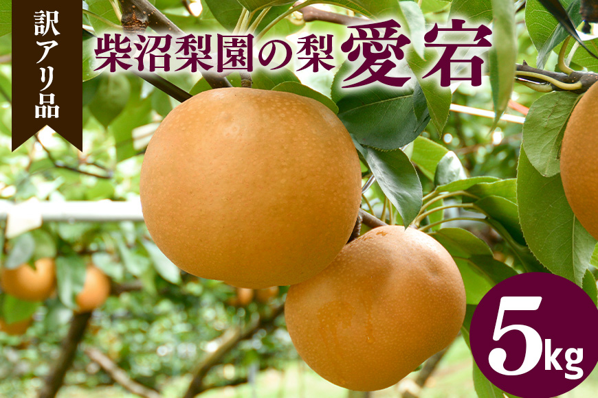 訳あり 柴沼梨園の梨（ 愛宕 ） 梨 5kg 大玉 5～10個入り 訳アリ 不揃い ナシ なし 国産 茨城 愛宕梨 秋 旬 フルーツ 果物 先行予約【11月上旬～11月下旬発送】秋の味覚 旬の果物 くだもの 大きい サイズ 品種 産地 茨城県産 家庭用 産地直送 茨城県 笠間市 BX-009